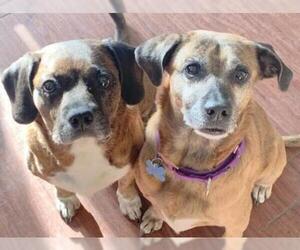 Puggle Dogs for adoption in Minneapolis, MN, USA