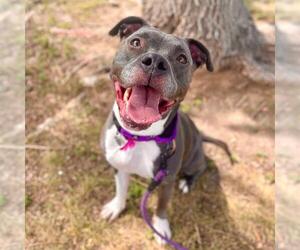 American Pit Bull Terrier-Unknown Mix Dogs for adoption in Aurora, CO, USA