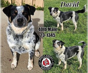 Mutt Dogs for adoption in Georgetown, KY, USA