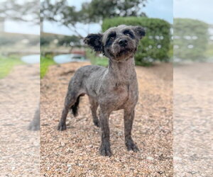 Mutt Dogs for adoption in PIPE CREEK, TX, USA