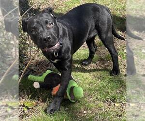 Great Dane-Unknown Mix Dogs for adoption in Brewster, MA, USA