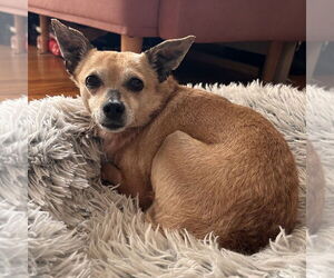 Mutt Dogs for adoption in Philadelphia, PA, USA