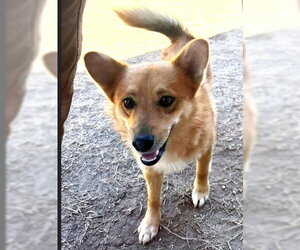 Mutt Dogs for adoption in Grafton, WI, USA