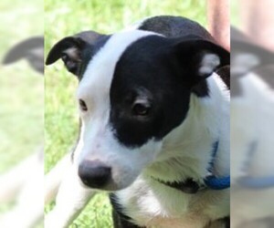 English Boston Bulldog Dogs for adoption in Yardley, PA, USA