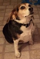 Beagle Dogs for adoption in Durand, WI, USA
