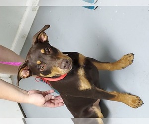 Doberman Pinscher Dogs for adoption in Troy, IL, USA