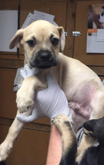 Puggle Dogs for adoption in Redding, CA, USA