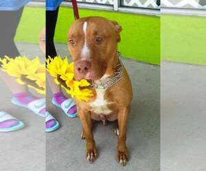 American Pit Bull Terrier Dogs for adoption in CRESCENT CITY, FL, USA