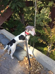 Bull Terrier Dogs for adoption in Lake Arrowhead, CA, USA