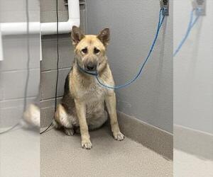 German Shepherd Dog-Unknown Mix Dogs for adoption in Las Vegas, NV, USA