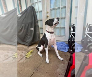 American Pit Bull Terrier-Great Dane Mix Dogs for adoption in Bullard, TX, USA