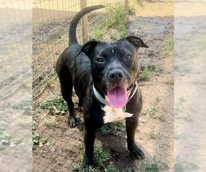 American Pit Bull Terrier Dogs for adoption in Sacramento, CA, USA