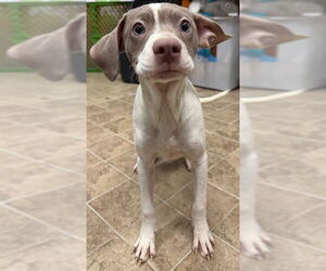 Mutt Dogs for adoption in Augusta, GA, USA