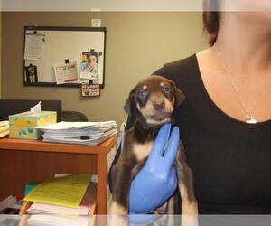 Doberman Pinscher Dogs for adoption in Burbank, CA, USA