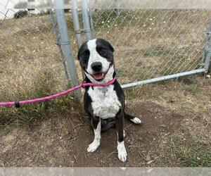 American Pit Bull Terrier-Unknown Mix Dogs for adoption in McKinleyville, CA, USA