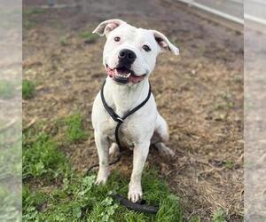 Mutt Dogs for adoption in Modesto, CA, USA