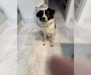 Border Collie Dogs for adoption in New Orleans, LA, USA