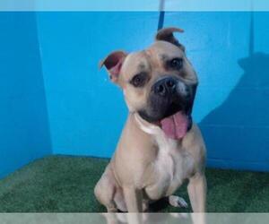 Bullboxer Pit Dogs for adoption in Orlando, FL, USA