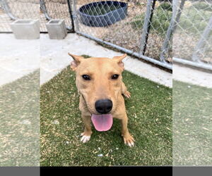 Carolina Dog-Staffordshire Bull Terrier Mix Dogs for adoption in Tracy City, TN, USA