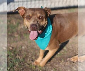 American Staffordshire Terrier-Unknown Mix Dogs for adoption in San Antonio, TX, USA