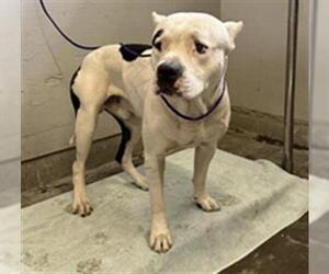 American Pit Bull Terrier Dogs for adoption in Camarillo, CA, USA