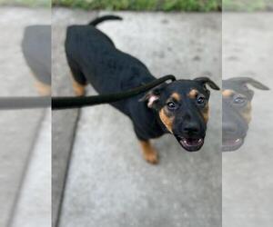 German Shepherd Dog-Unknown Mix Dogs for adoption in Texas City, TX, USA