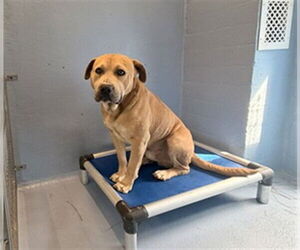 Mutt Dogs for adoption in Downey, CA, USA
