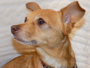 Chihuahua Dogs for adoption in York, SC, USA