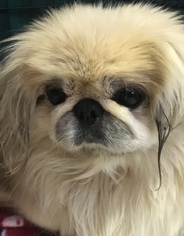 Medium Photo #1 Pekingese Puppy For Sale in Akron, OH, USA