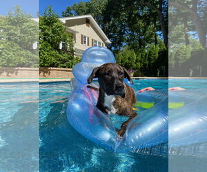 Labrador Retriever-Unknown Mix Dogs for adoption in Jackson, NJ, USA