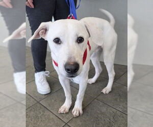 Labrador Retriever-Unknown Mix Dogs for adoption in San Antonio, TX, USA