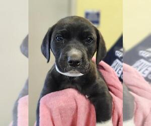 Mutt Dogs for adoption in Rockwall, TX, USA