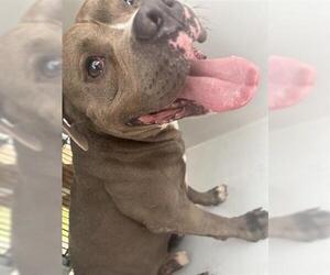 American Bulldog-Unknown Mix Dogs for adoption in Houston, TX, USA