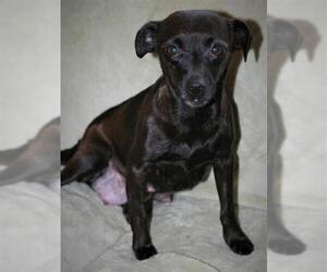 Rat-Cha Dogs for adoption in Attalka, AL, USA