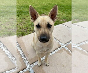 Labrador Retriever-Unknown Mix Dogs for adoption in Brewster, NY, USA