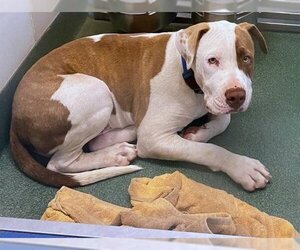 American Pit Bull Terrier Dogs for adoption in Plano, TX, USA