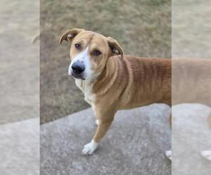 Labrador Retriever-Unknown Mix Dogs for adoption in Temple, TX, USA
