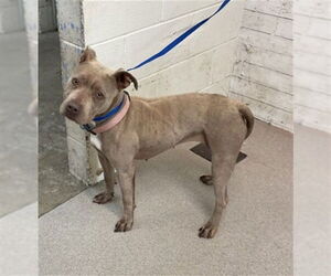 American Pit Bull Terrier Dogs for adoption in San Bernardino, CA, USA