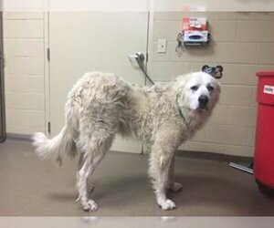 Great Pyrenees Dogs for adoption in Silver Spring, MD, USA