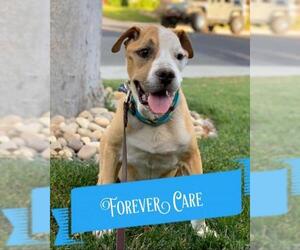 American Staffordshire Terrier-Boxer Mix Dogs for adoption in Santa Clara, CA, USA