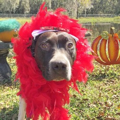 Staffordshire Bull Terrier Dogs for adoption in charleston, SC, USA