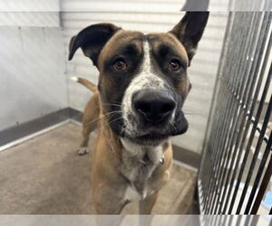 German Shepherd Dog-Unknown Mix Dogs for adoption in San Bernardino, CA, USA