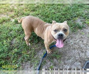 American Pit Bull Terrier Dogs for adoption in West Palm Beach, FL, USA