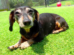 Dachshund Dogs for adoption in Raleigh, NC, USA