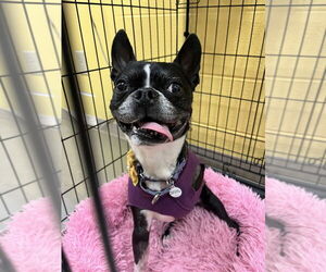 Boston Terrier Dogs for adoption in Candler, NC, USA