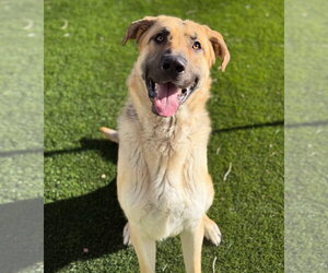 German Shepherd Dog Dogs for adoption in Sandy, UT, USA