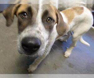 Mastiff-Unknown Mix Dogs for adoption in Tulsa, OK, USA