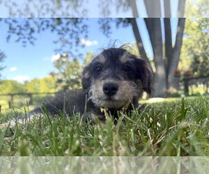 - Mix Dogs for adoption in Wheaton, IL, USA