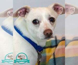 Chihuahua-Unknown Mix Dogs for adoption in Kennesaw, GA, USA