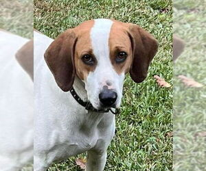 Mutt Dogs for adoption in Canton, CT, USA